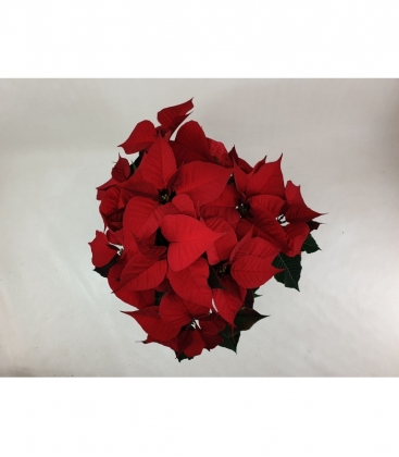 Poinsettia