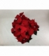 Poinsettia
