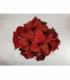 Poinsettia