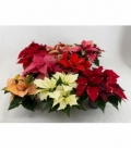 Poinsettia