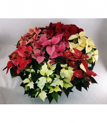 Poinsettia
