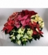 Poinsettia