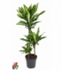 Dracaena
