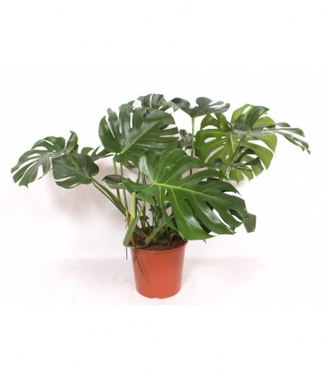 Monstera