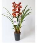 Cymbidium