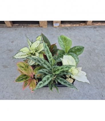 Aglaonema