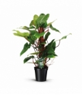 Philodendron