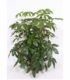 Schefflera