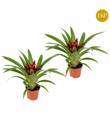Guzmania