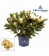 Rhododendron