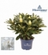 Rhododendron