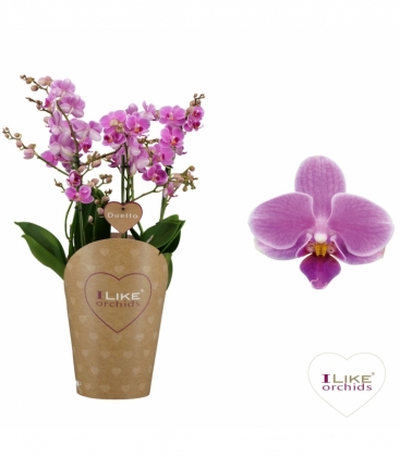 Phalaenopsis
