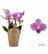 Phalaenopsis