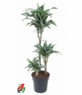 Dracaena