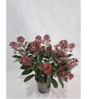 Skimmia