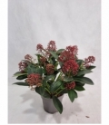 Skimmia