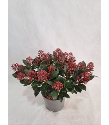 Skimmia