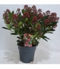 Skimmia