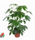 Schefflera