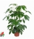 Schefflera