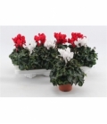 Cyclamen
