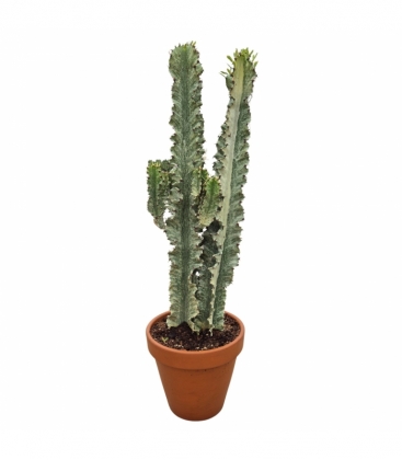 Euphorbia