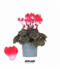 Cyclamen