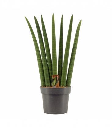 Sansevieria