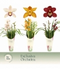 Cymbidium