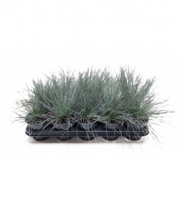 Festuca