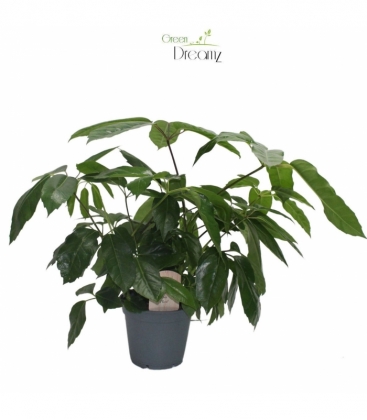 Schefflera