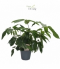 Schefflera