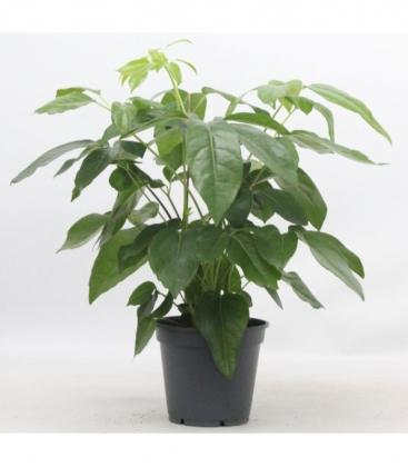 Schefflera
