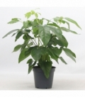 Schefflera