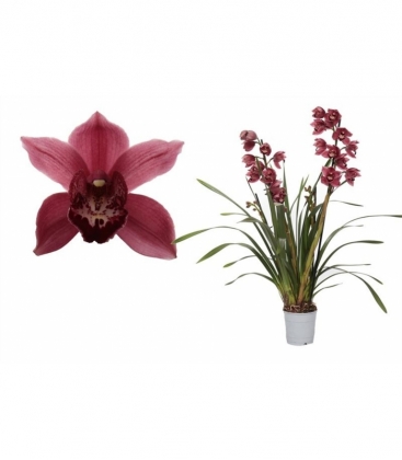 Cymbidium