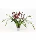 Cymbidium