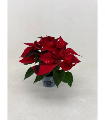 Poinsettia