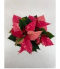 Poinsettia