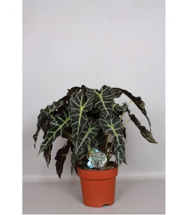 Alocasia