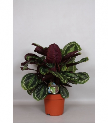 Calathea