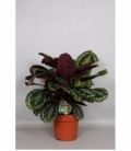 Calathea