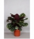 Calathea
