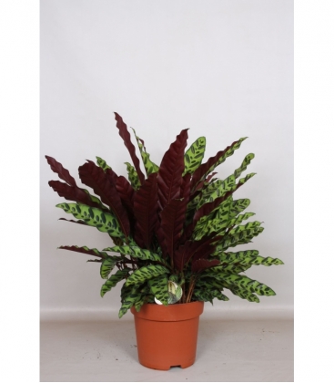 Calathea