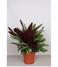 Calathea