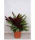 Calathea