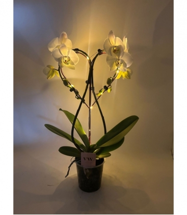 Phalaenopsis