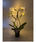 Phalaenopsis