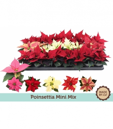 Poinsettia