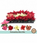 Poinsettia
