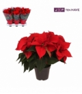 Poinsettia